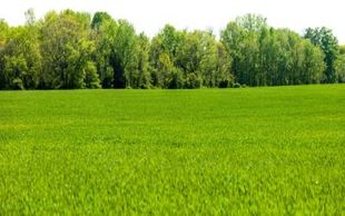 Taille et coupe des arbres